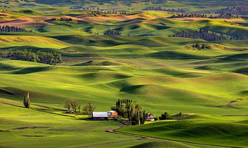 Golvend groen landschap van de Palouse, VS van Adelheid Smitt