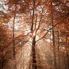 Sonnenschein im roten Wald von R. Maas