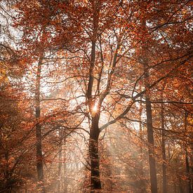 Sunshine in the red forest by R. Maas