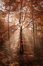 Sonnenschein im roten Wald von R. Maas Miniaturansicht