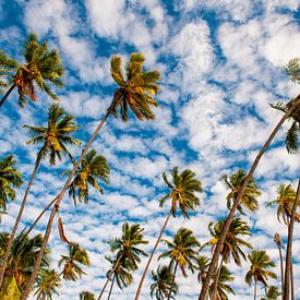 Koninklijke Zwaaiende Palmbomen uit Hawaii van Michael Klinkhamer
