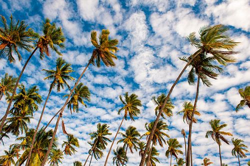 Koninklijke Zwaaiende Palmbomen uit Hawaii van Michael Klinkhamer