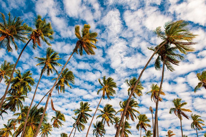 Royal Waving Palm Trees aus Hawaii von Michael Klinkhamer