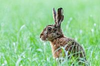 Hase im Morgentau