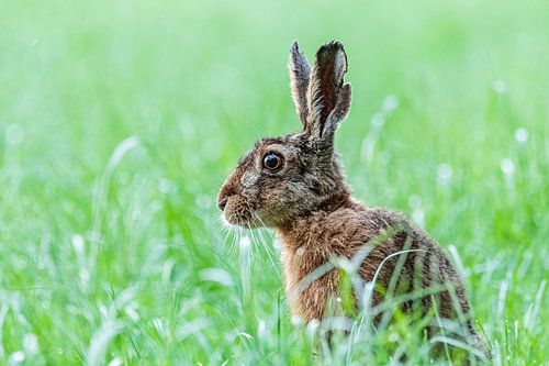 haas in de ochtenddauw