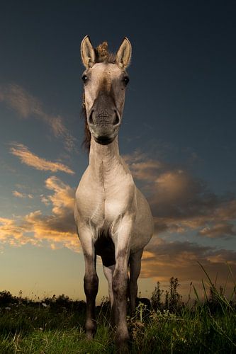 Midsummernight's dream