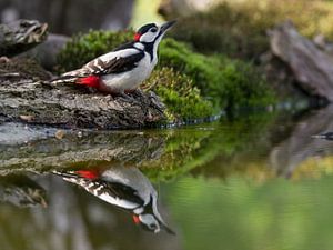 Grote bonte specht drinkt aan een meertje