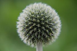 Eine Kugeldistel aus der Nähe von Jurjen Jan Snikkenburg