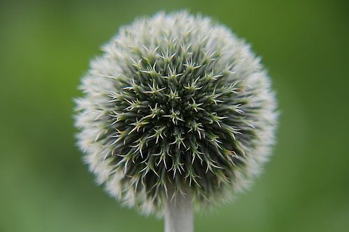 Een kogeldistel van dichtbij