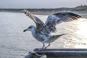 sea gull