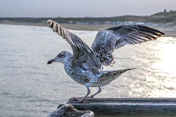 sea gull