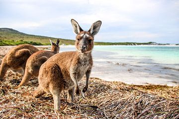 Walibi sur une plage tropicale en Australie sur The Book of Wandering