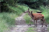 Hinde met kalfje Veluwe