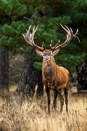 Der stolze Rothirsch während der Brunftzeit. von lukas van hulle