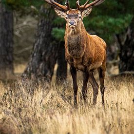 The proud Noble Deer during the rutting season. by lukas van hulle