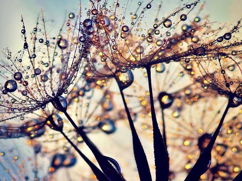 Dandelion Colour spectrum by Julia Delgado