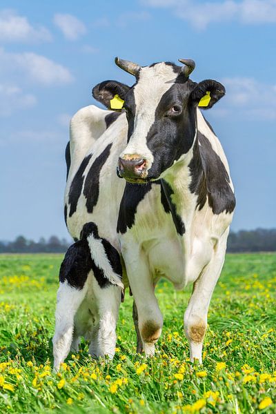Neugeborenen Schwarz mit weisses Kalb trinkt Milch von der Kuh in der Weide von Ben Schonewille