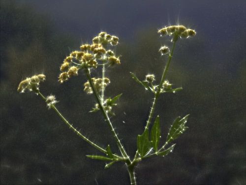 Kirliaans effect