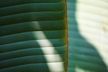 Palm leaf with shade by Niek Traas