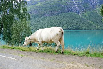 Vrij rondlopende koeien langs het Lovatnet meer van Frank's Awesome Travels