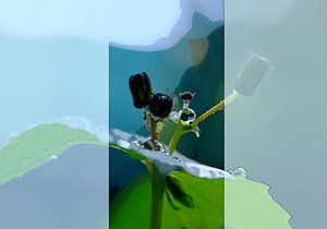 Tautropfen
