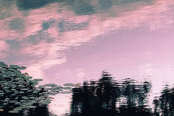 Waterlelies bij het meer in het avondlicht