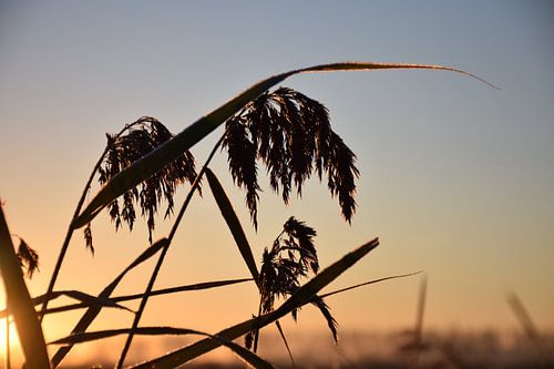 Zonsopkomst door het riet met tegenlicht