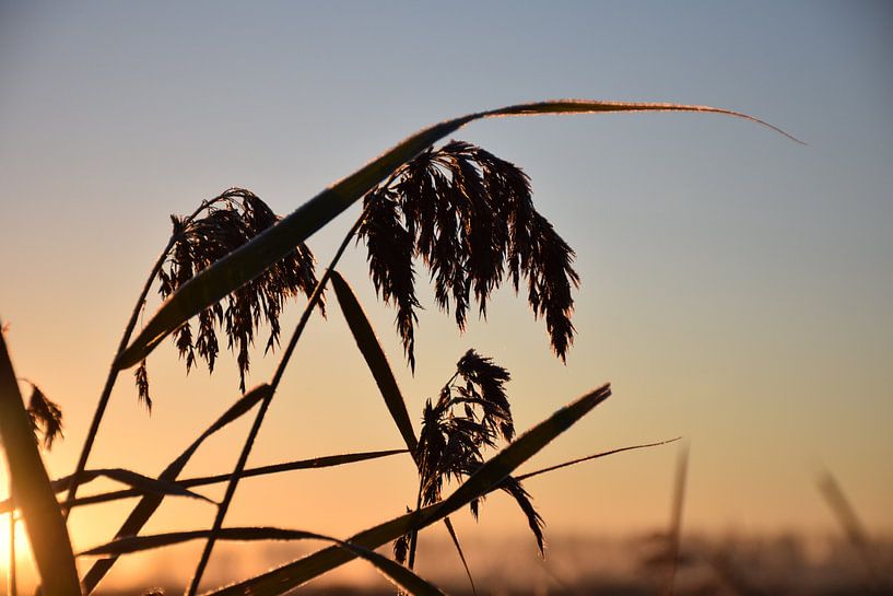 Zonsopkomst door het riet met tegenlicht by Rebecca Dingemanse