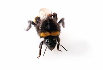 Bumblebee van Bo Valentino