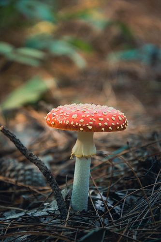 Paddenstoel rood met witte stippen