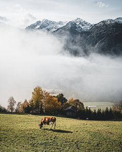 Kuh vor dem vernebelten Tal über Hollersbach im Pinzgau