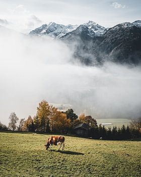 Cow in front of the foggy valley above Hollersbach im Pinzgau