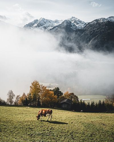 Kuh vor dem vernebelten Tal über Hollersbach im Pinzgau