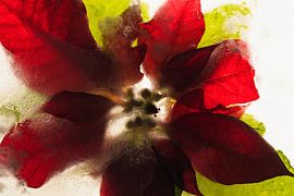 Poinsettia in ice 2 by Marc Heiligenstein
