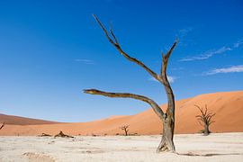 Deadvlei Namibie sur Romy Oomen
