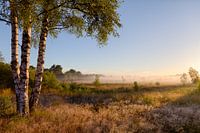 Groote heath