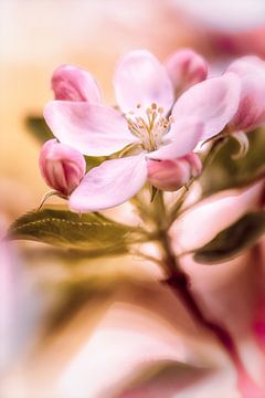 Apple blossoms in the soft spring light