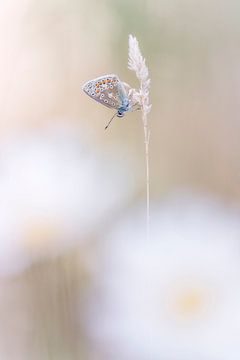Verträumter Schmetterling