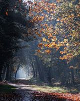 Couleurs d'automne