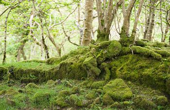 Arbres et mousse
