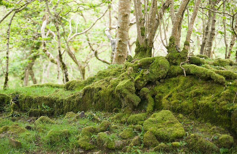 Trees and moss by Maja Mars
