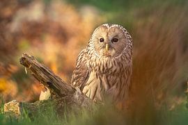 Chouette de l'Oural sur un tronc d'arbre sur Durk-jan Veenstra
