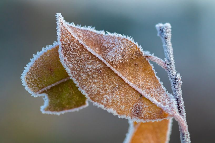Bevroren blad van Evelyne Renske