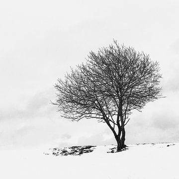 Lonely Tree in the snow van Daniel Raab