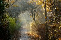 Sunlight through the trees