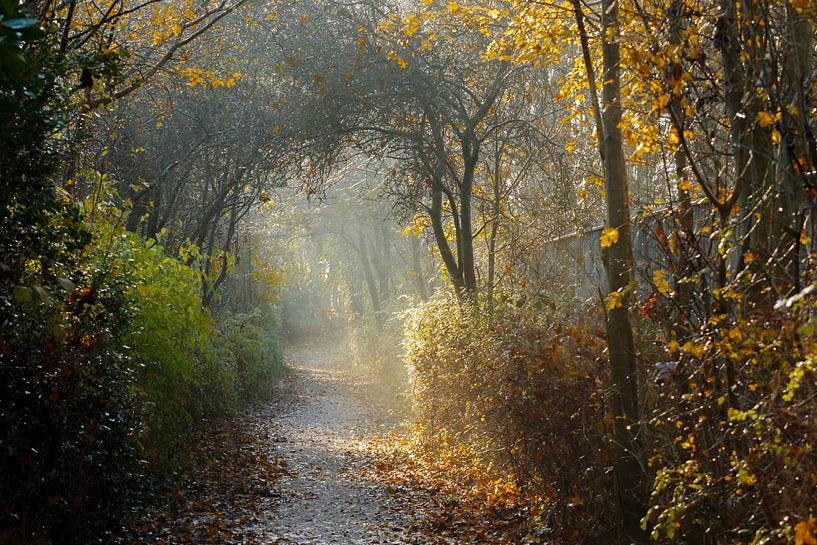 Sunlight through the trees by Anneke Wapstra
