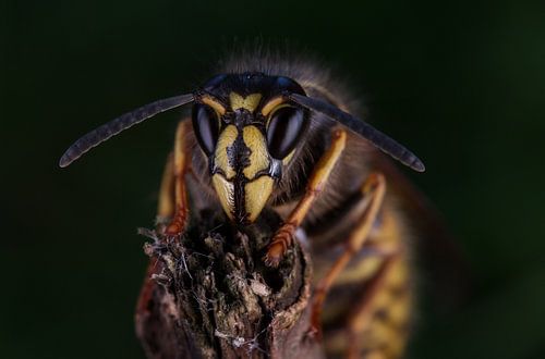 Koningin Saksische wesp (Dolichovespula saxonica).