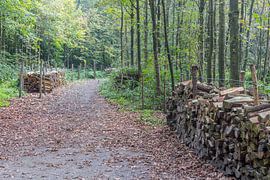 Wood storage in Maria Hendrika Park by didier de borle