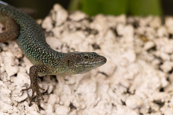Madeira lizard on volcanic rock #7