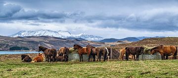 IJslandse paarden van Joke Beers-Blom